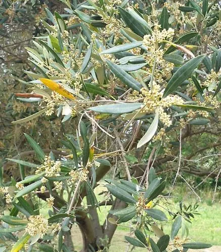 Begonja Дом отдыха Привлака